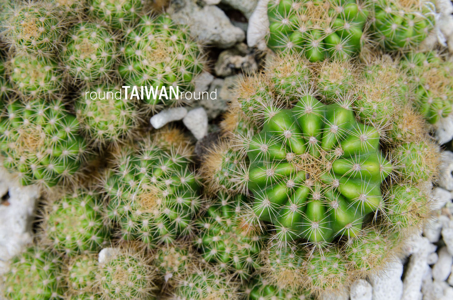 Qingwan_Cactus_Park__________-006.jpg