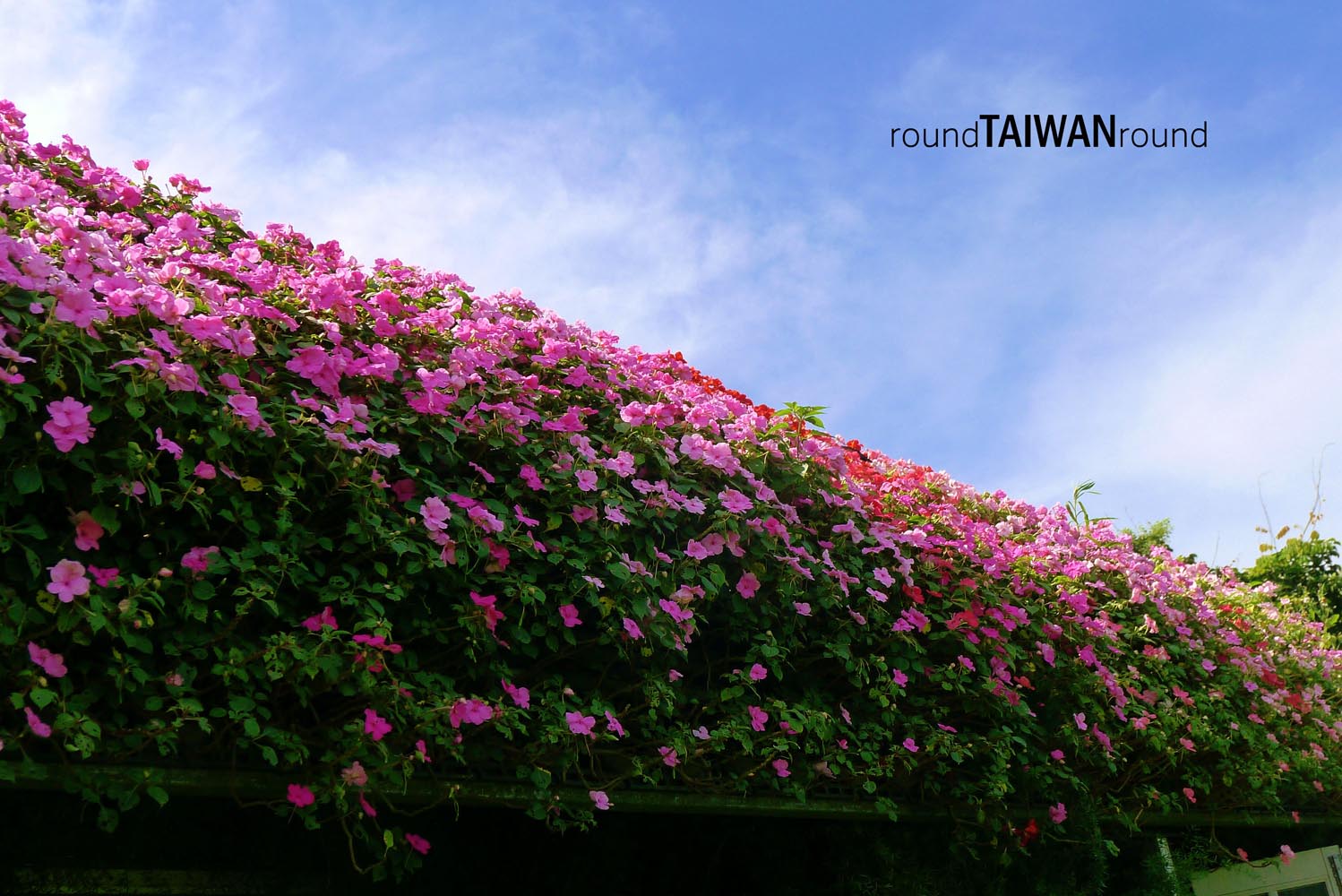 Flowerhomes_________-006.jpg