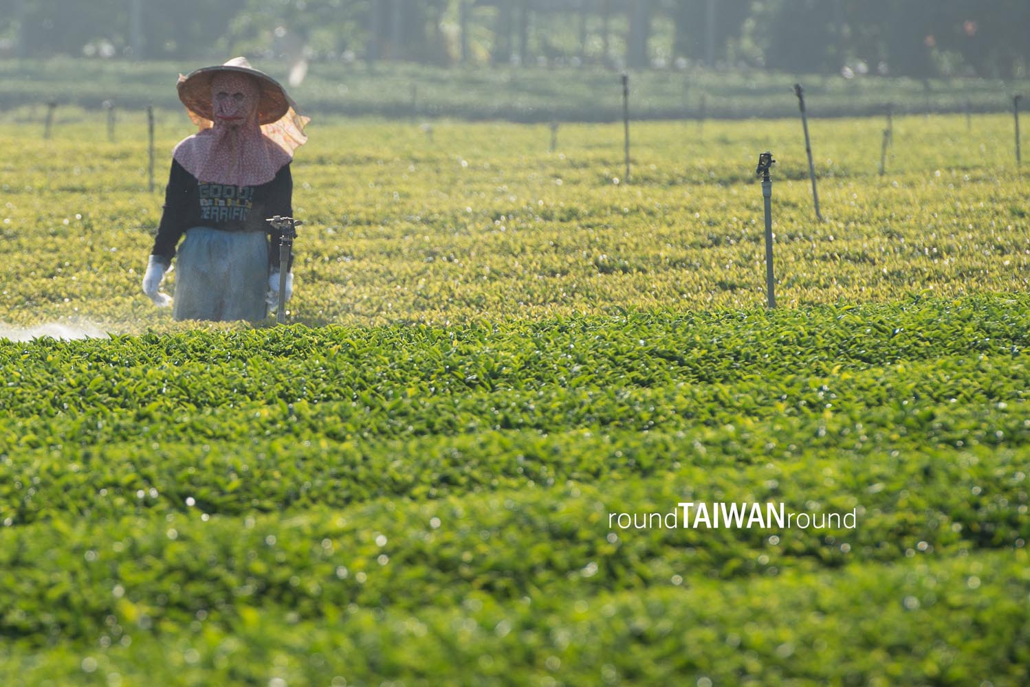 Minjian_Tea_Farm__________-007.jpg