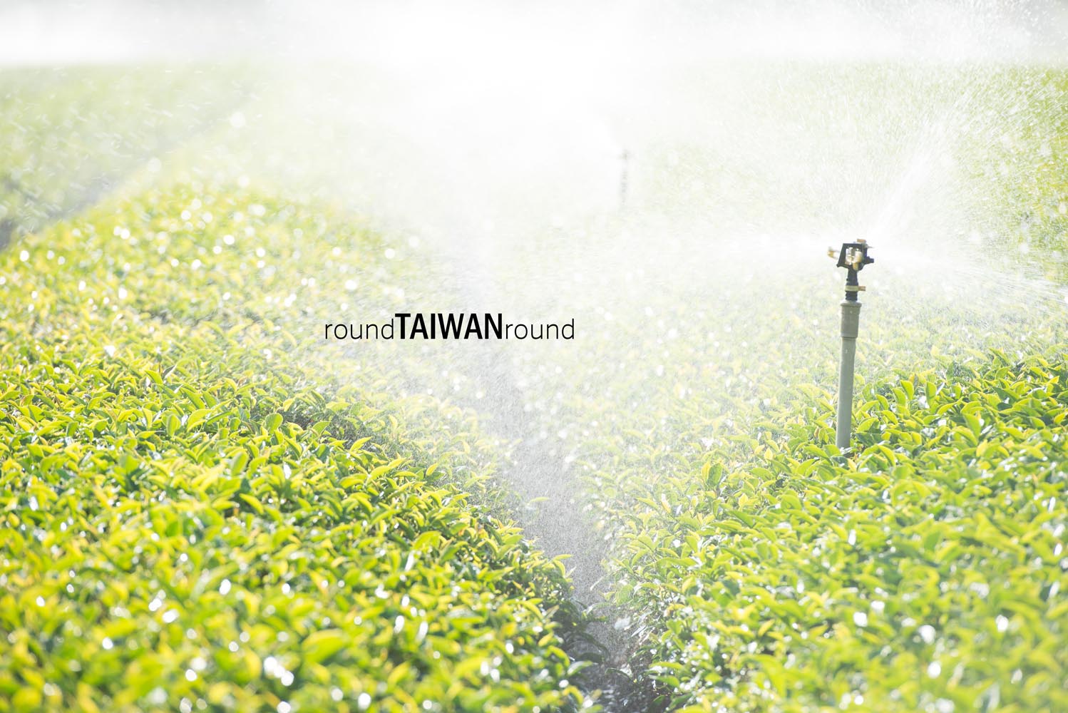 Minjian_Tea_Farm__________-008.jpg