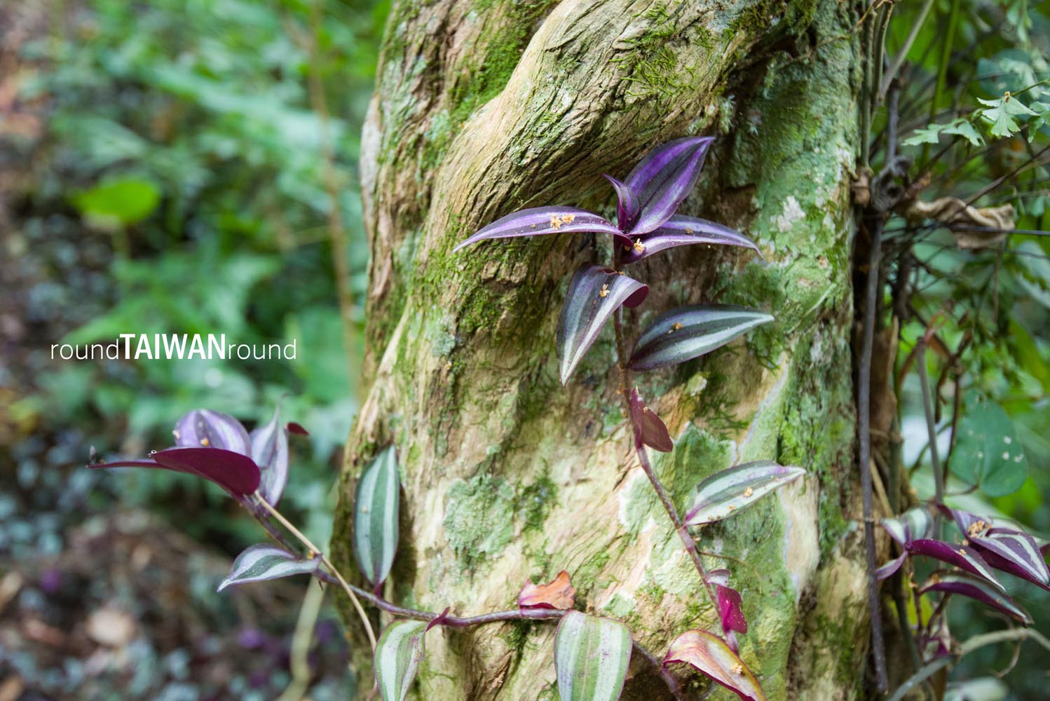 Huisun_Forest_______-006.jpg