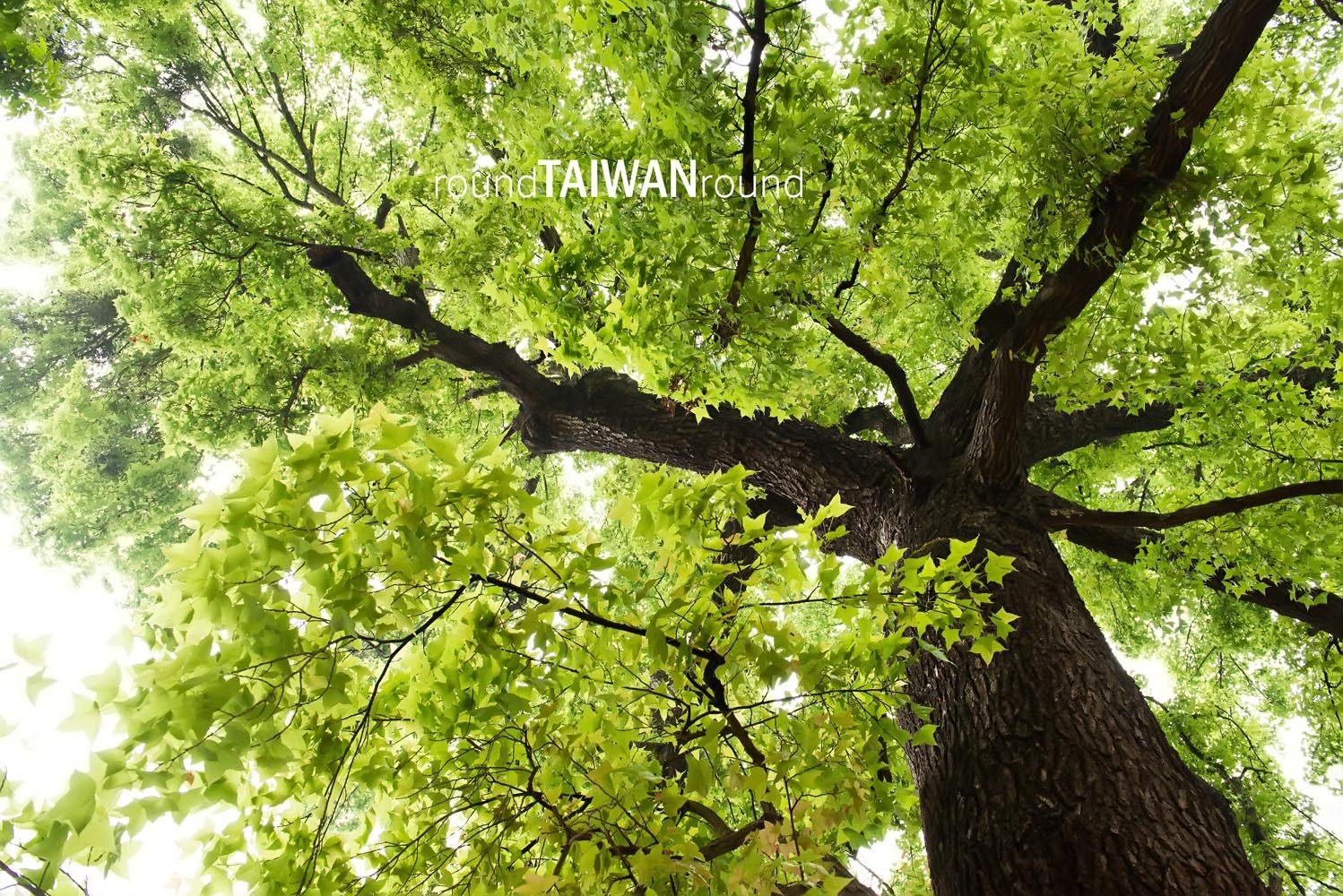 Chiayi_City_Historical_Relic_Museum___________-015.jpg