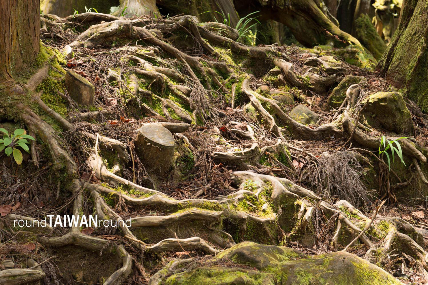 Alishan_Sisters_Ponds_________-016.jpg