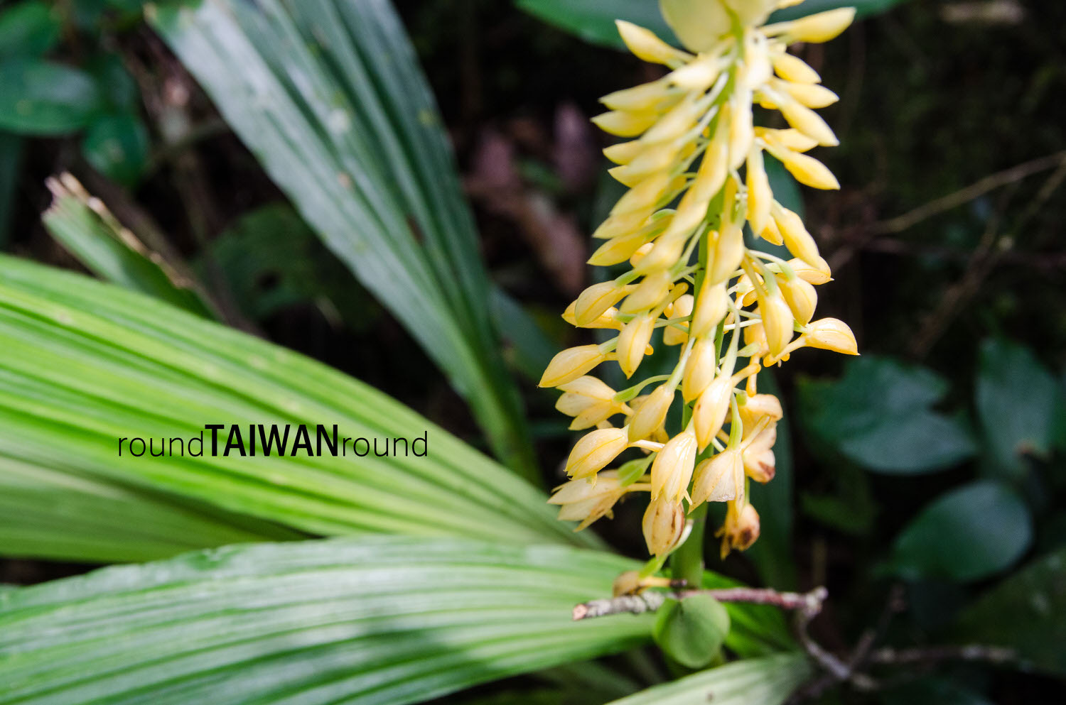Dananao_Old_Trail________-060.jpg
