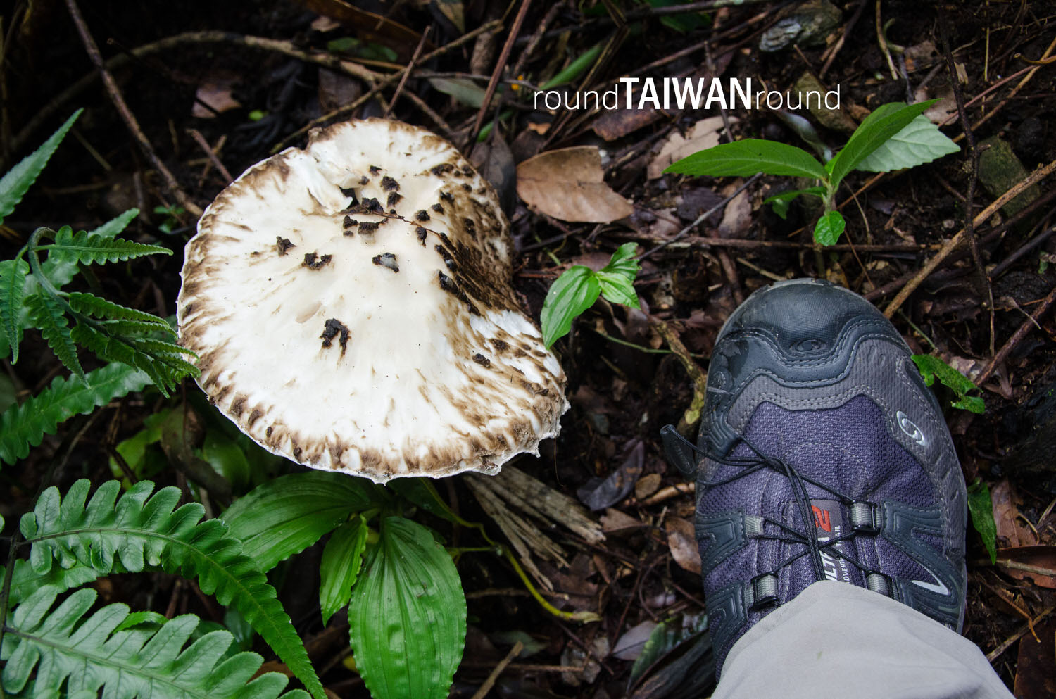 Dananao_Old_Trail________-061.jpg