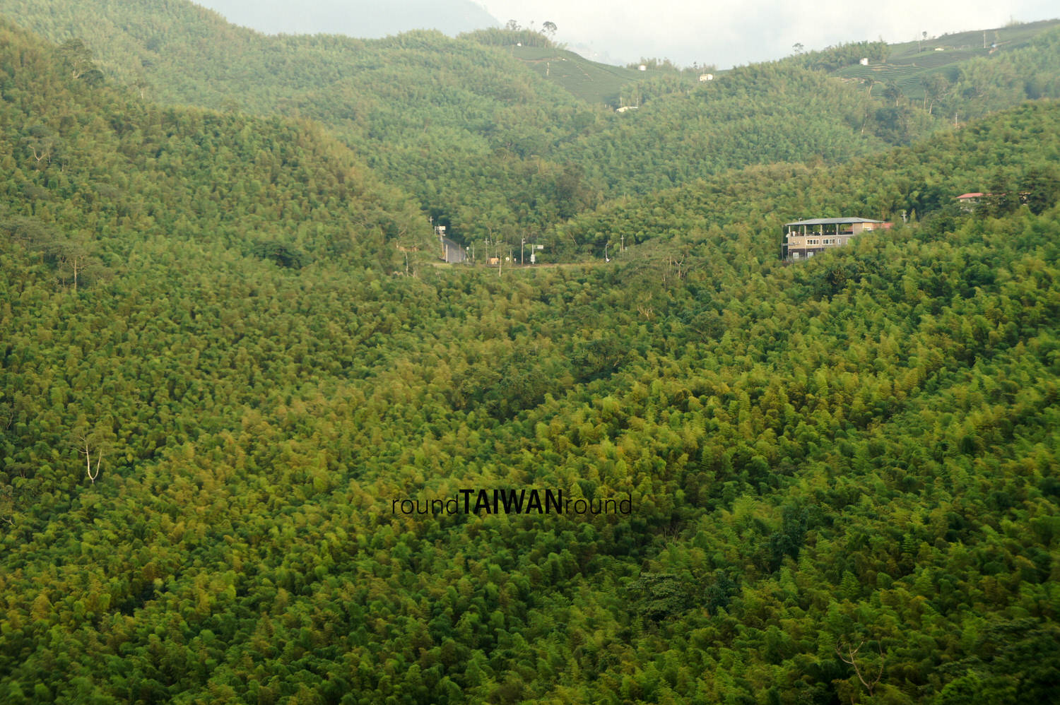 Daan_Sea_of_Bamboo_______-007.jpg