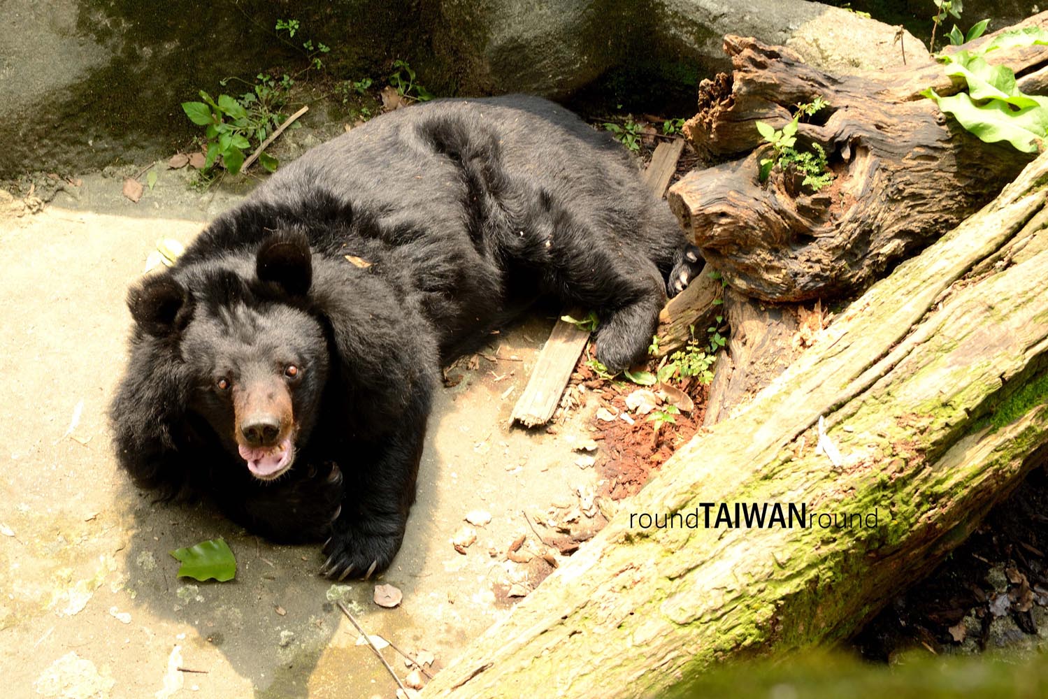 Taipei_Zoo________-002.jpg