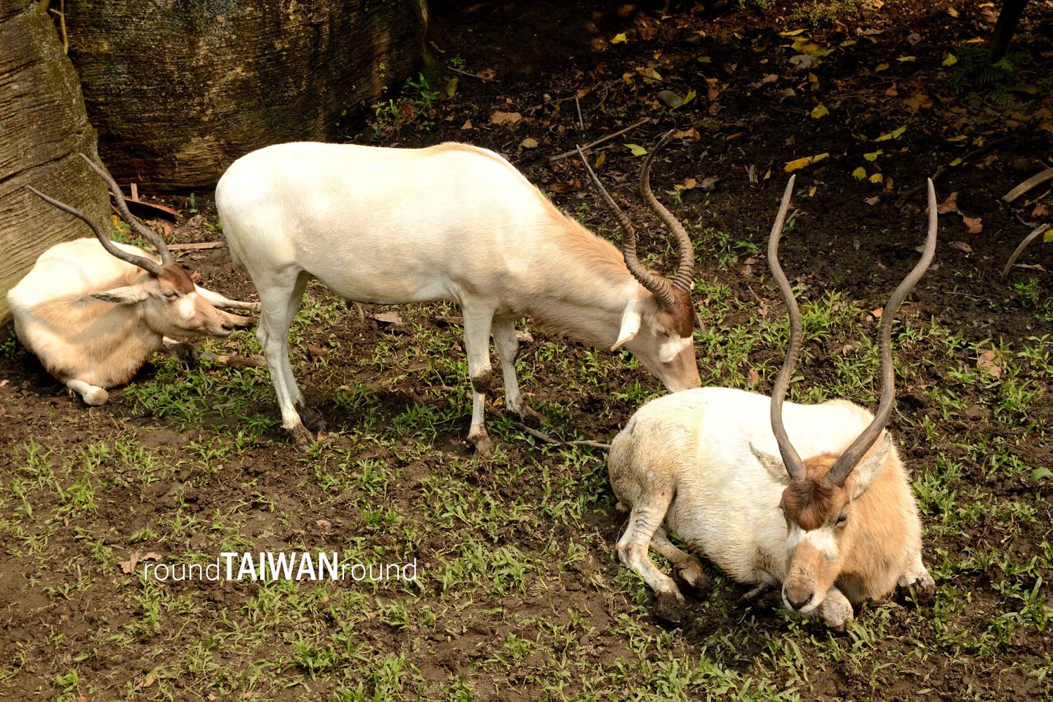 Taipei_Zoo________-008.jpg