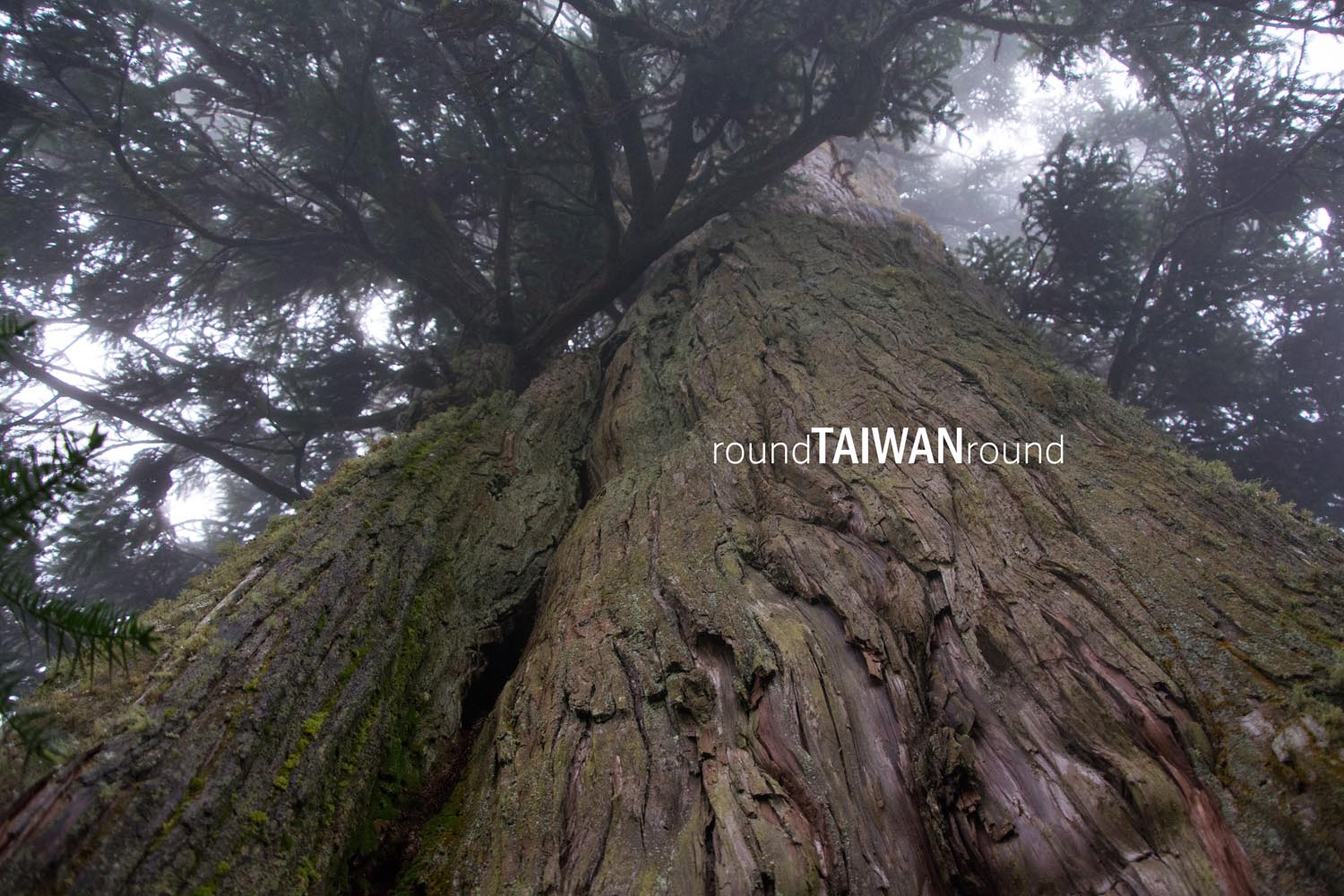 Beliu_Giant_Tree_______-003.jpg