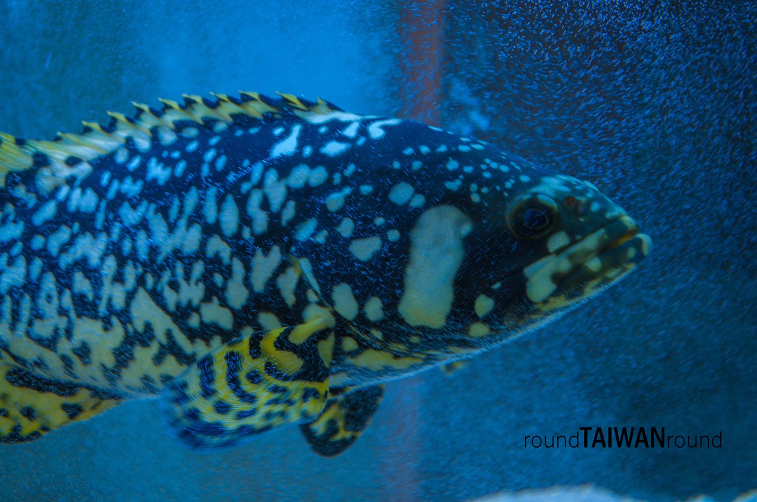 Chenggong_Aquarium_of_Clown_Fish___________-001.jpg