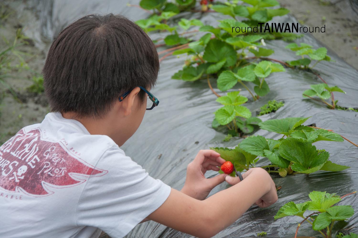 Fenglin_Strawberry_Picking________-001.jpg