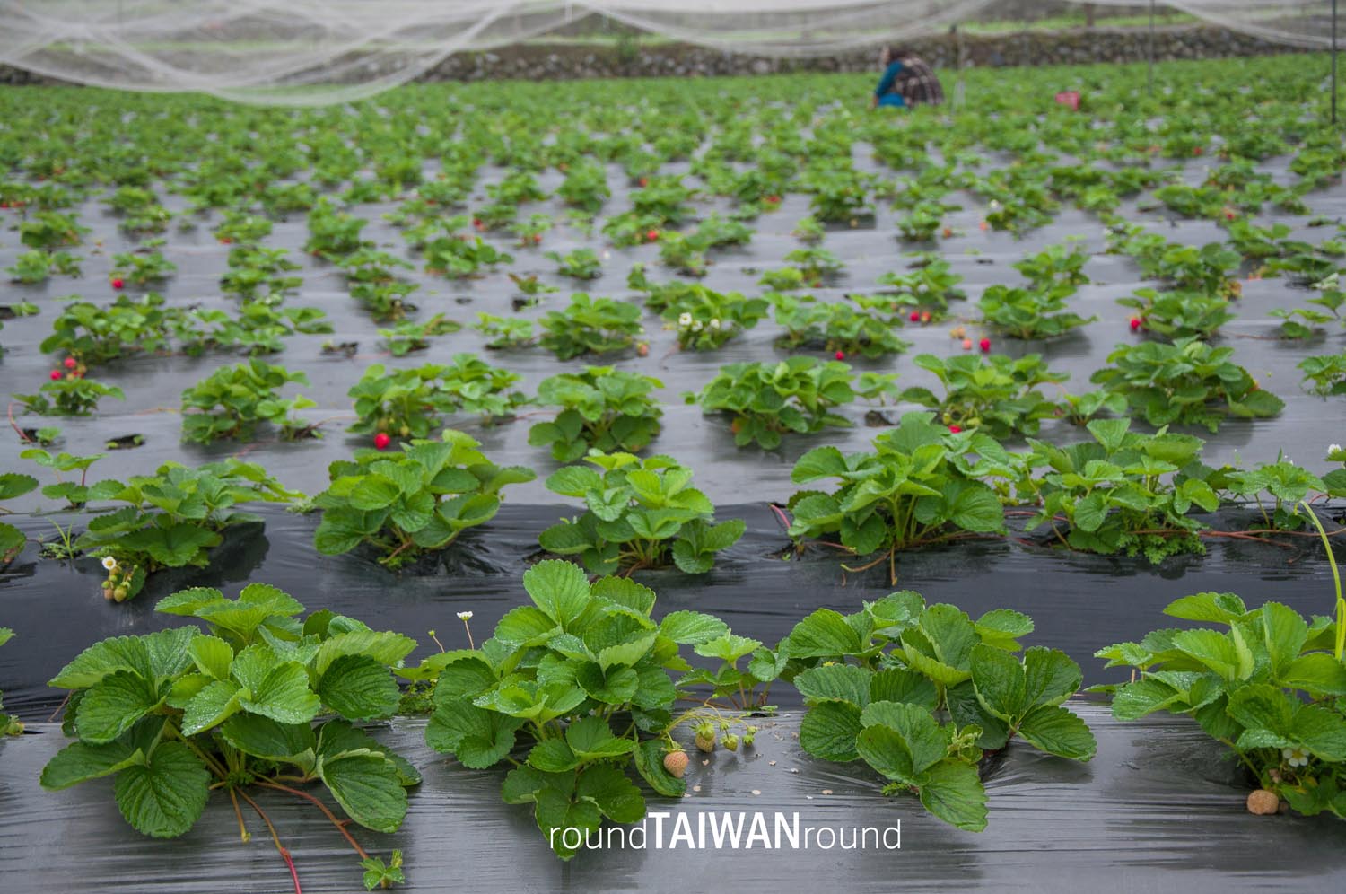 Fenglin_Strawberry_Picking________-004.jpg
