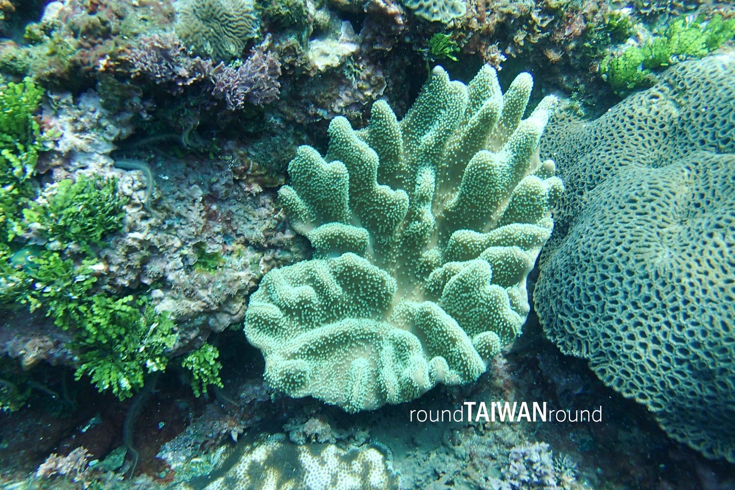 Hualien_SCUBA_diving_experience_________-020.jpg