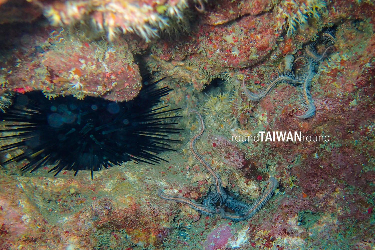 Hualien_SCUBA_diving_experience_________-014.jpg