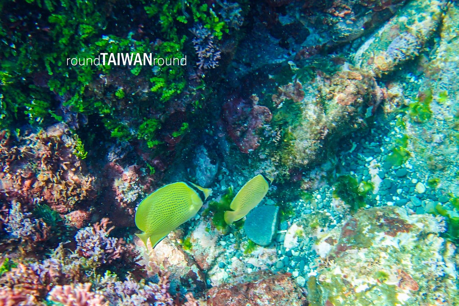 Hualien_SCUBA_diving_experience_________-012.jpg