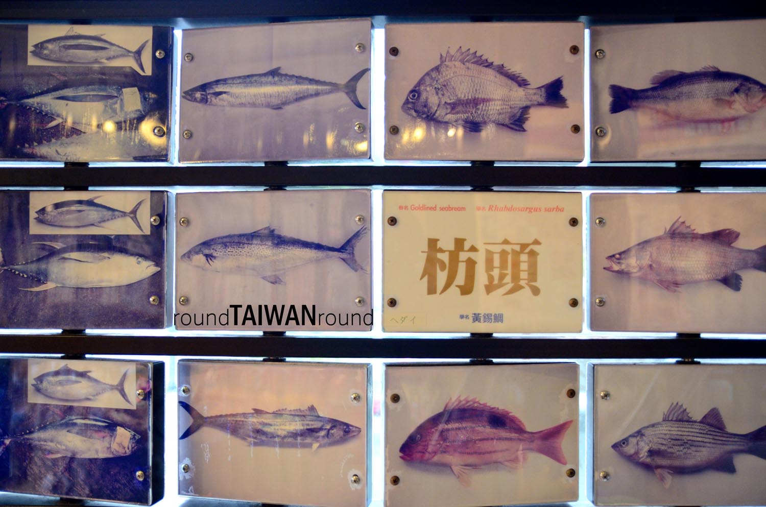 Fishball_Museum________-008.jpg