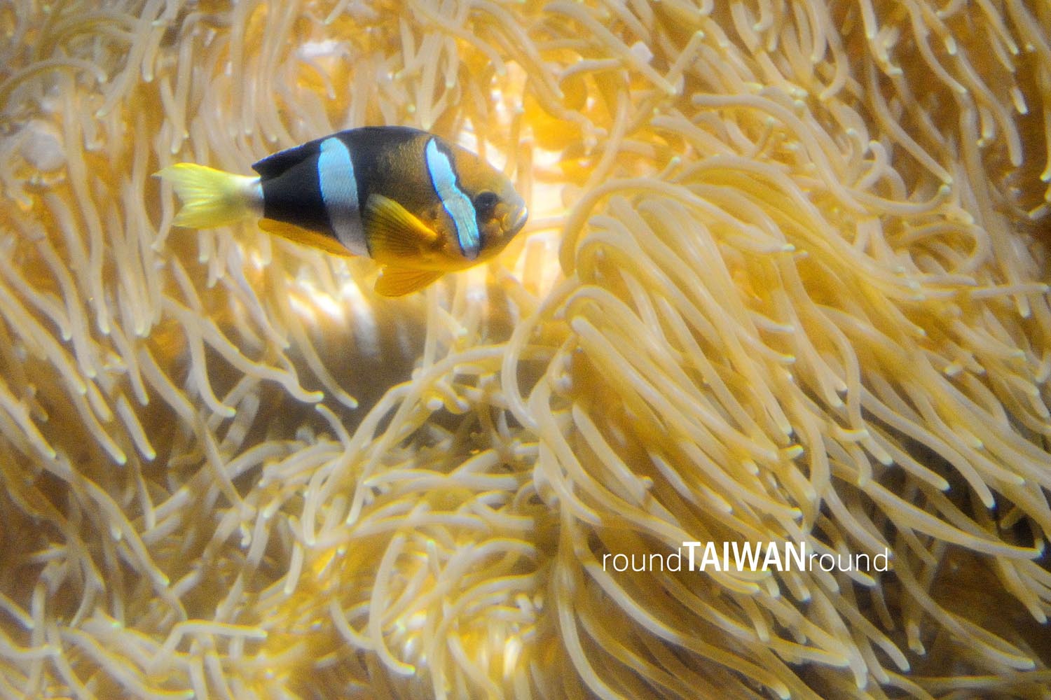 National_Museum_of_Marine_Biology___Aquarium________-004.jpg