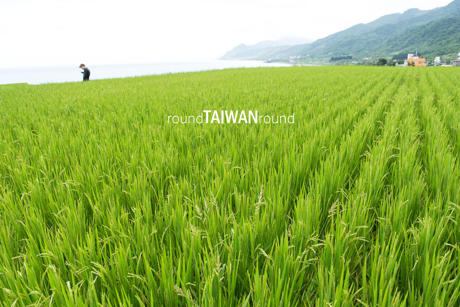 Xinshe_Coastal_Rice_Terrances_________-012.jpg