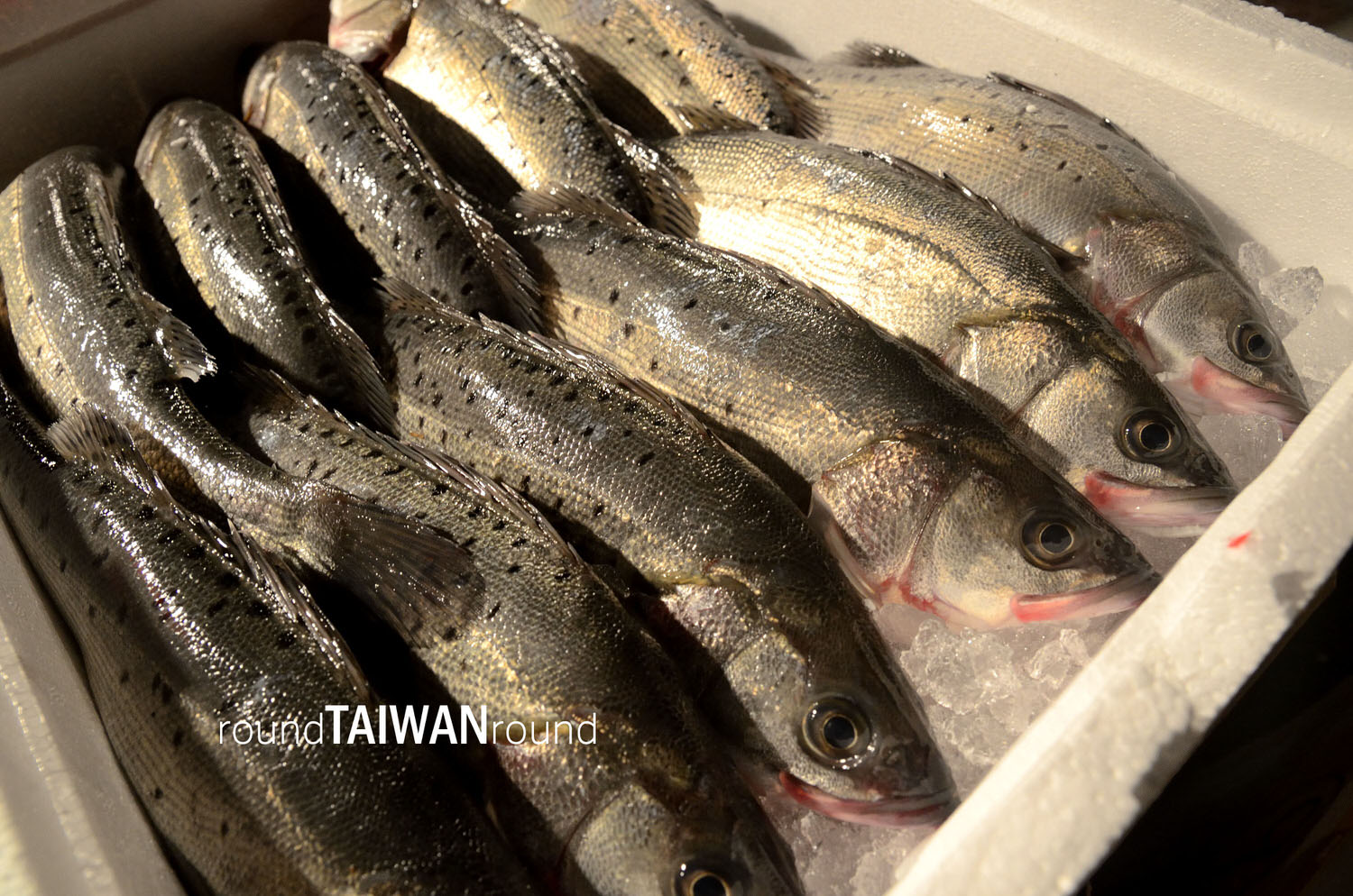 Keelung_Fish_Market__________-011.jpg