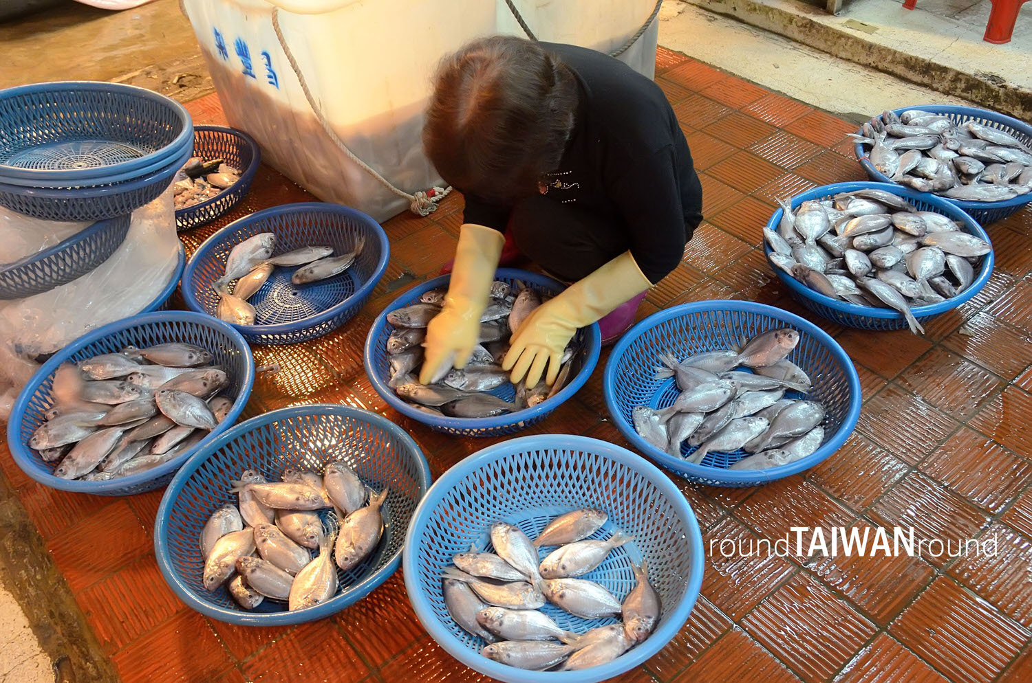 Keelung_Fish_Market__________-022.jpg