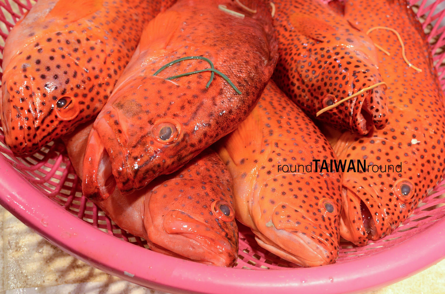 Keelung_Fish_Market__________-036.jpg