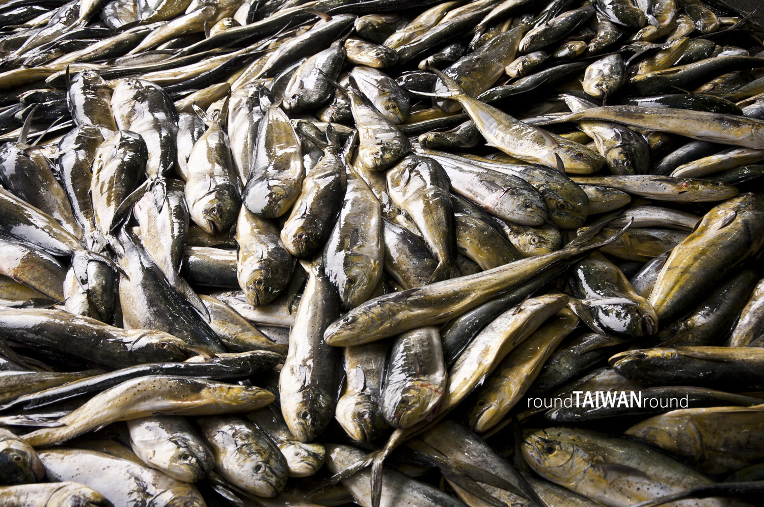 Chenggong_Fish_Harbor_______-005.jpg