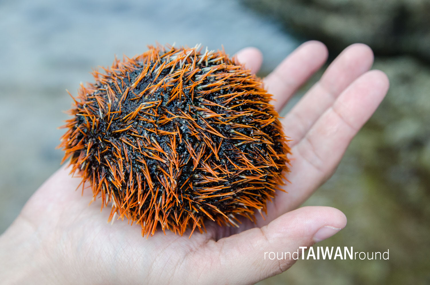 Intertidal-Zone_Guiding________-012.jpg