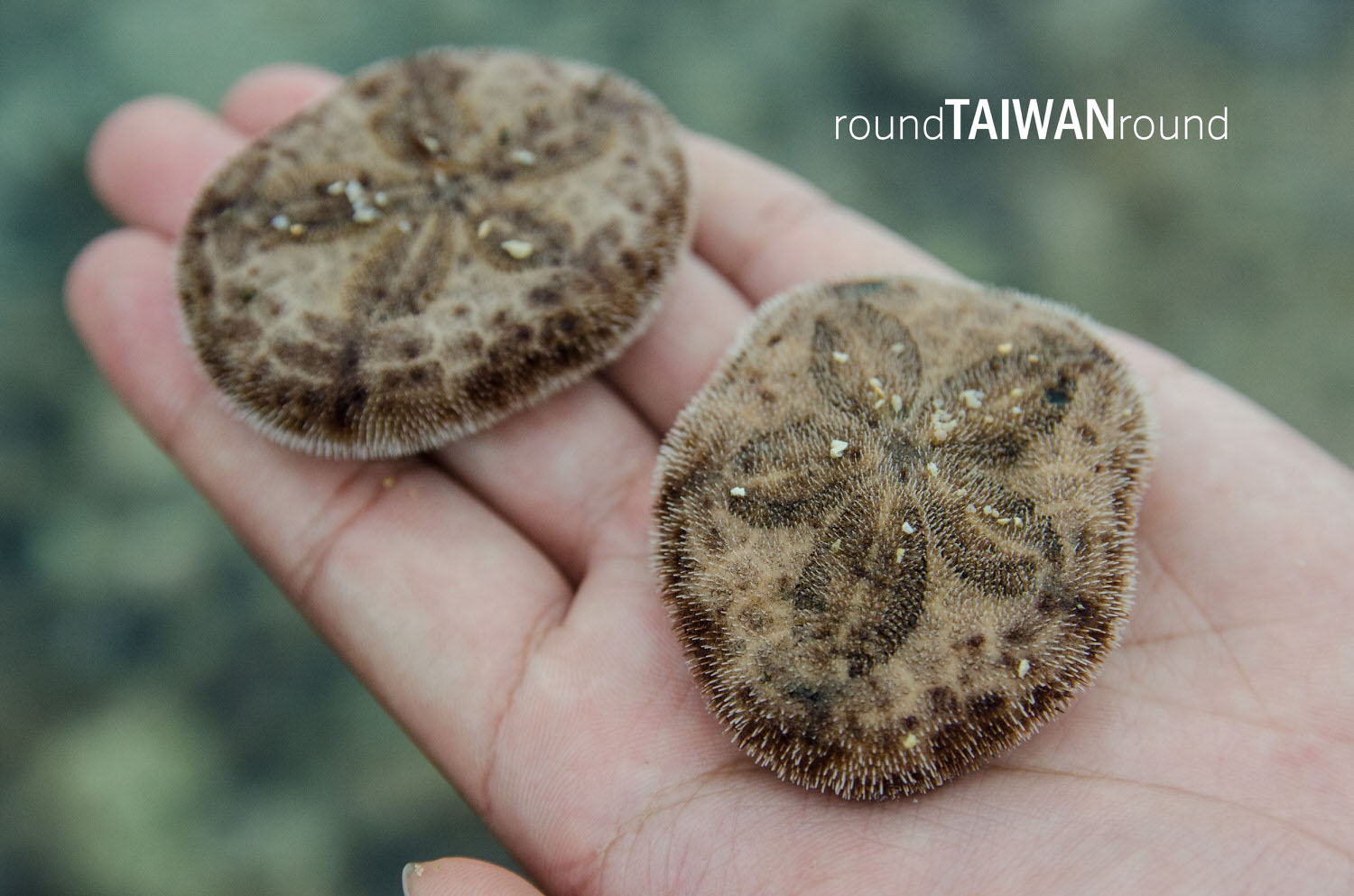 Intertidal-Zone_Guiding________-032.jpg