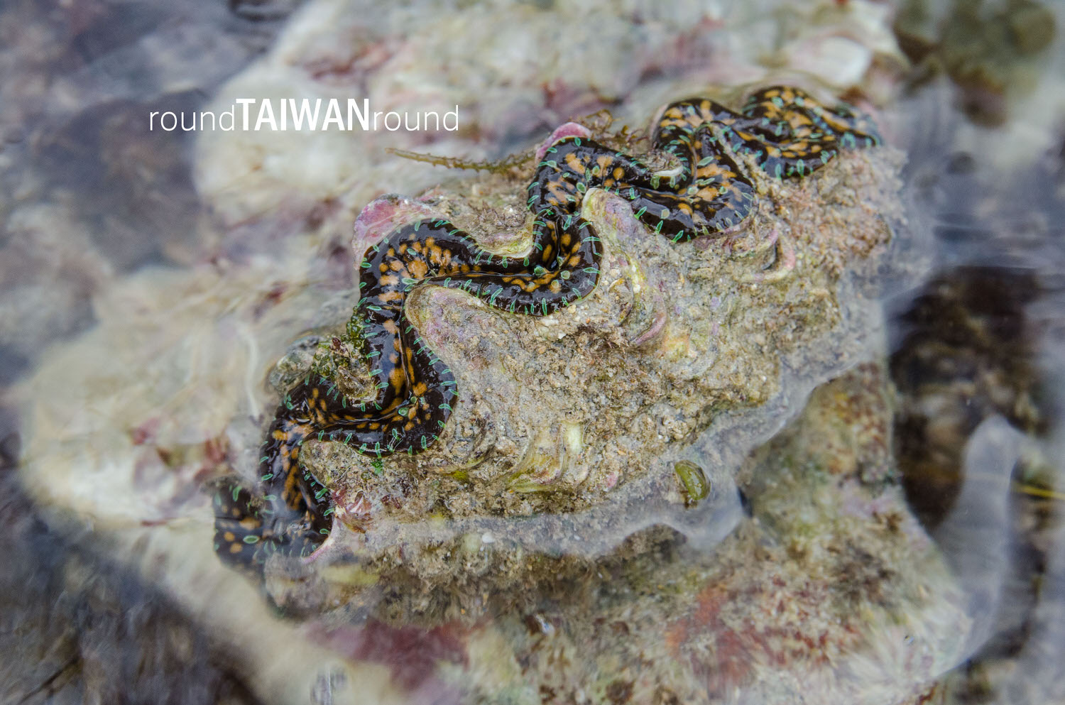 Intertidal-Zone_Guiding________-027.jpg