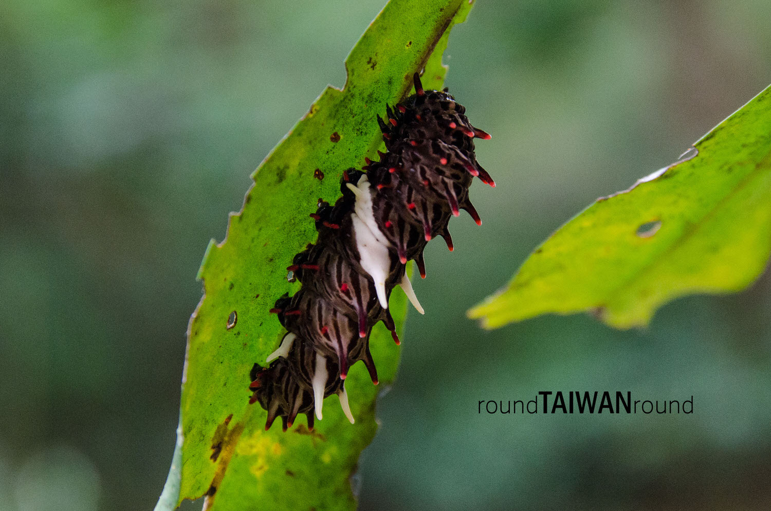 Lilongshan_Hiking_Trail__________-050.jpg