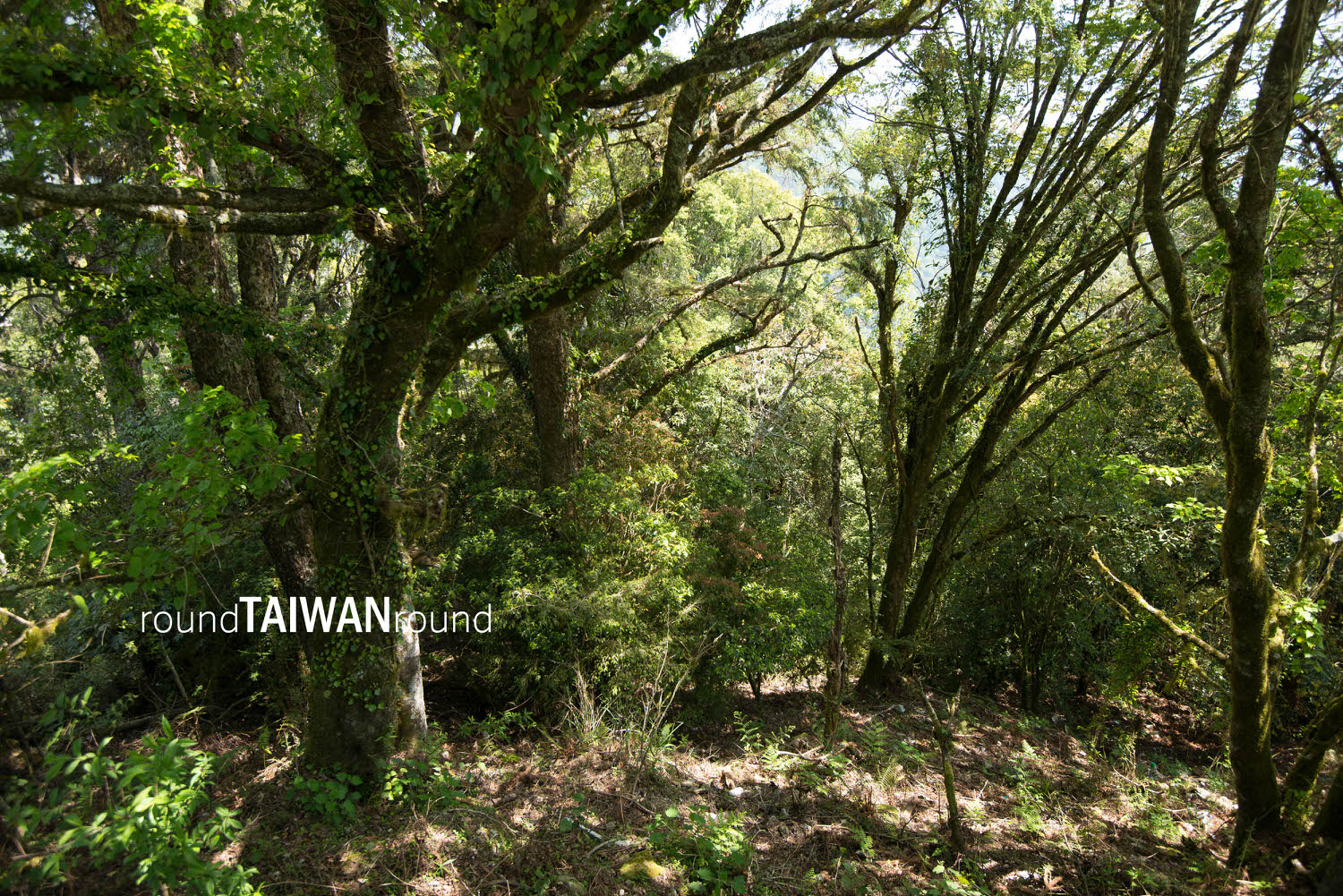 Beliu_Giant_Tree_______-008.jpg