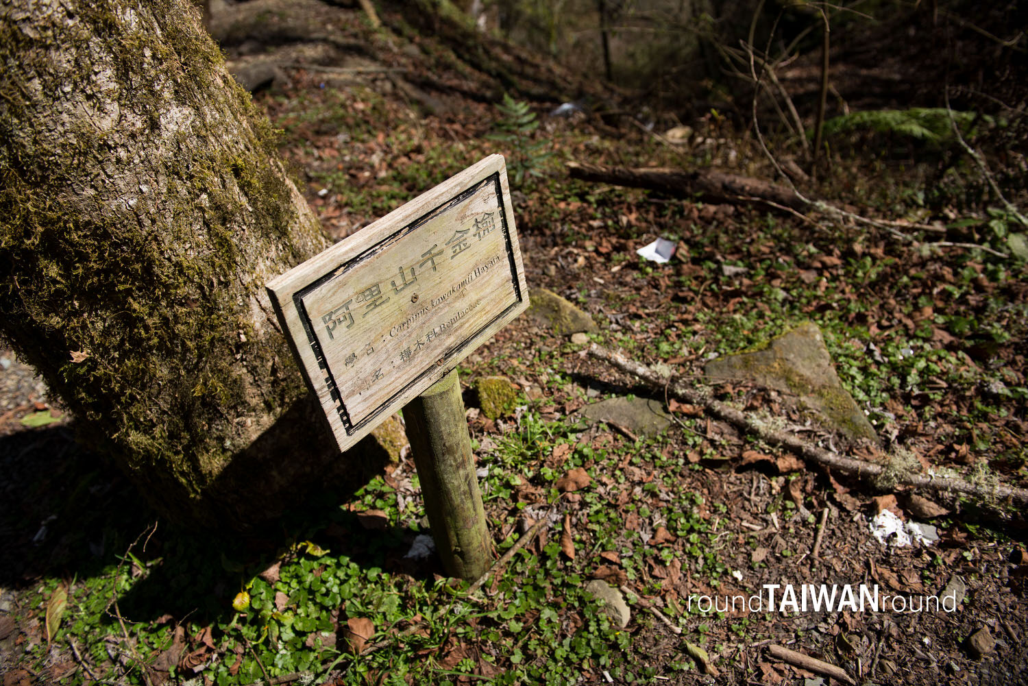 Lulin_Giant_Tree_______-002.jpg