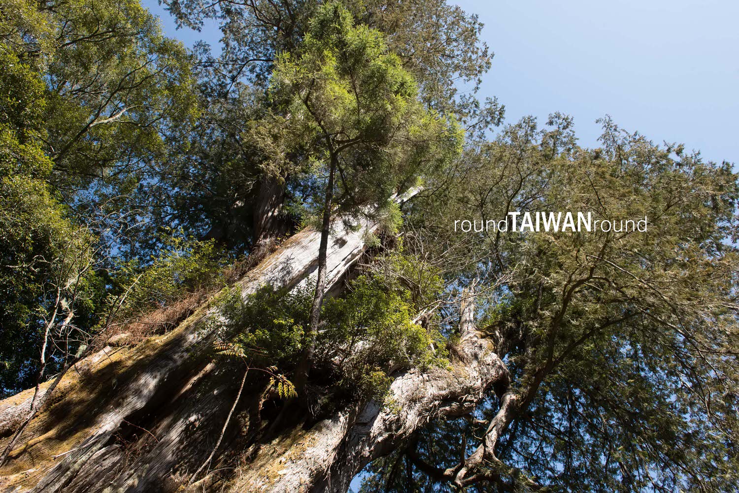 Lulin_Giant_Tree_______-006.jpg