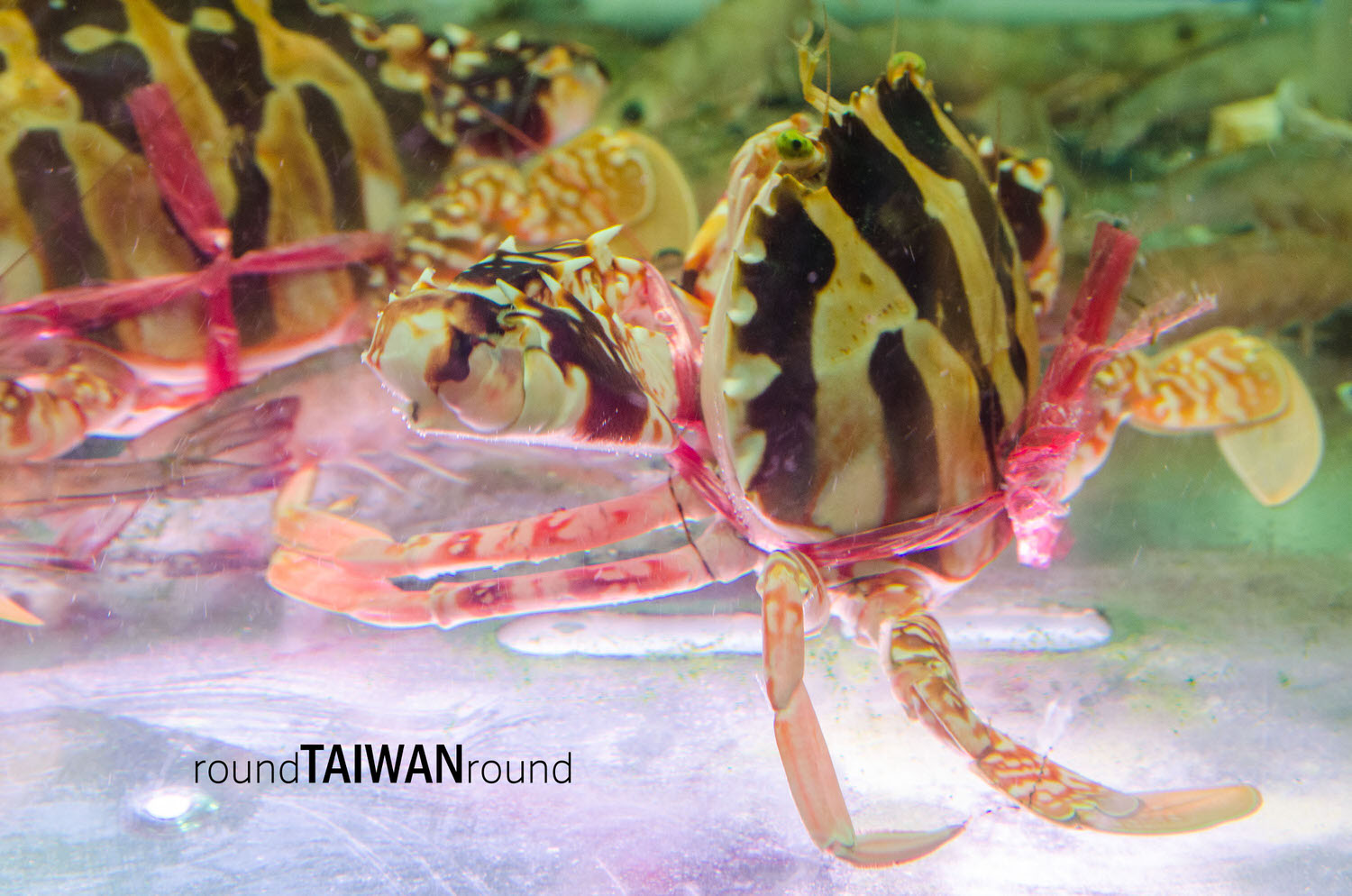 Jiazhen_Seafood_Restaurant_________-003.jpg