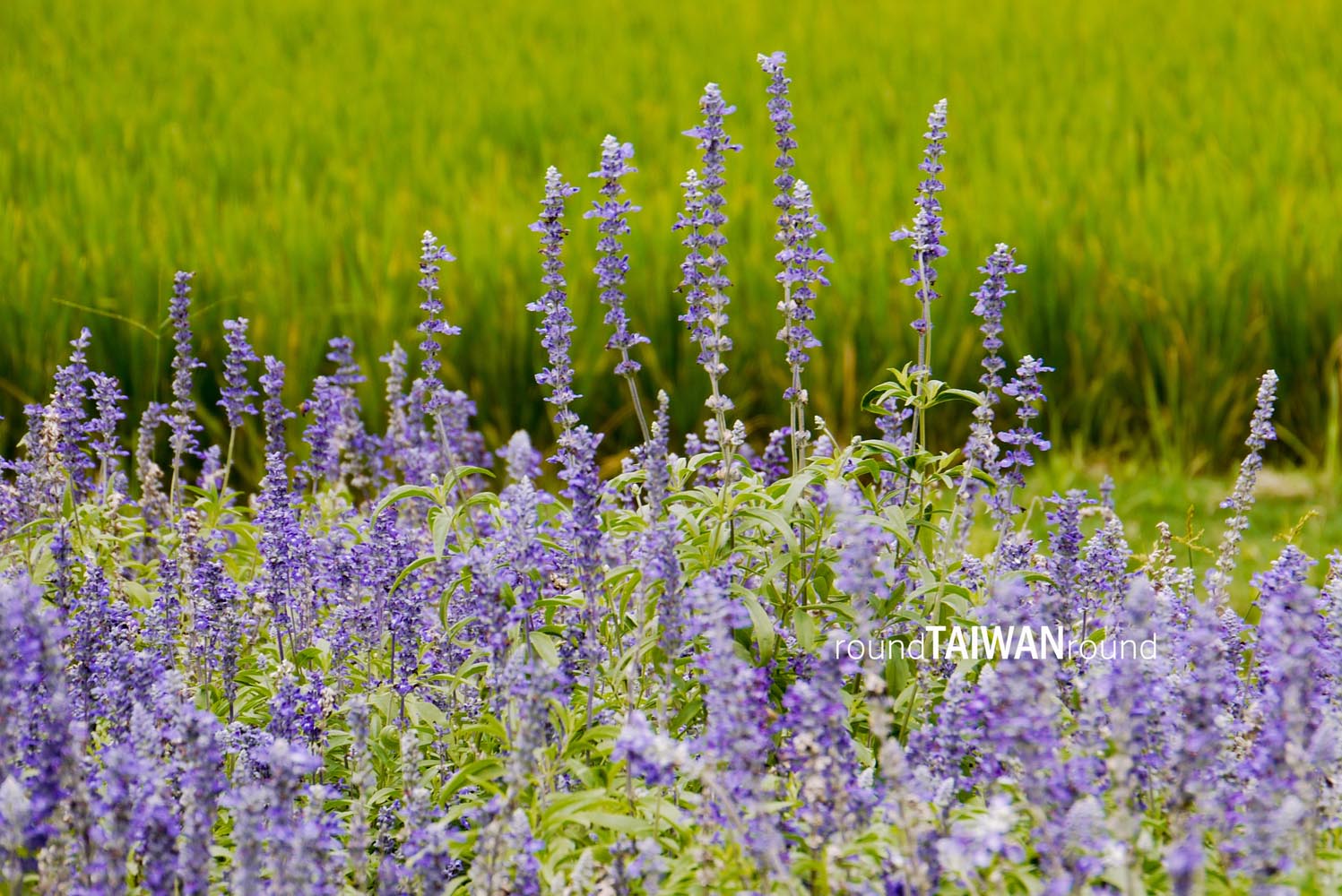 Chungshe Tourism Flower Market