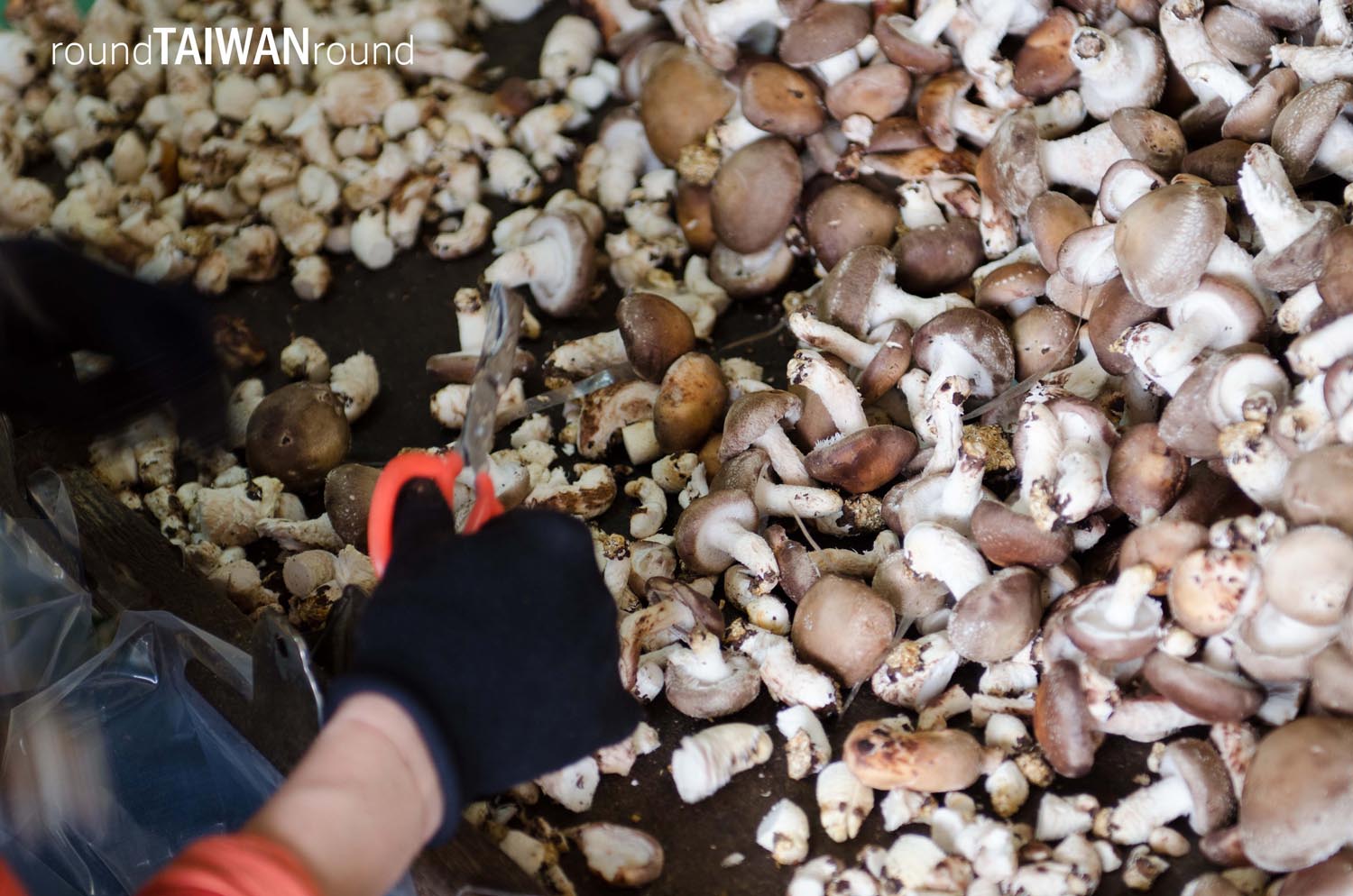 Mushroom_Garden______-001.jpg