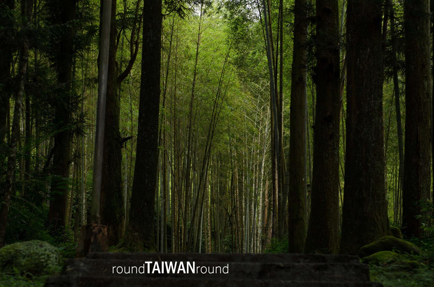 Xitou_Nature_Education_Area__________-009.jpg