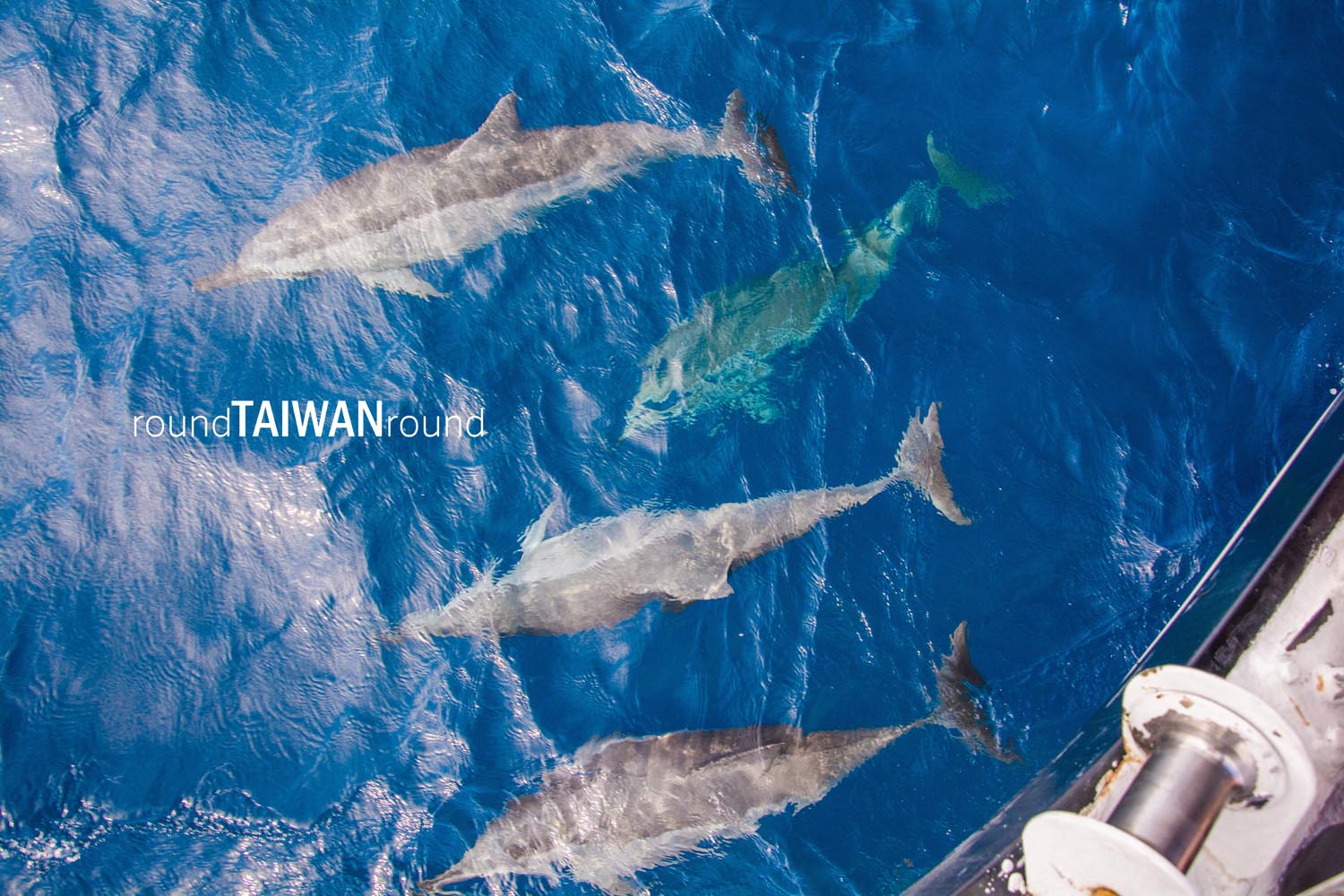 Hualien_Port_Whale_Watching________-016.jpg