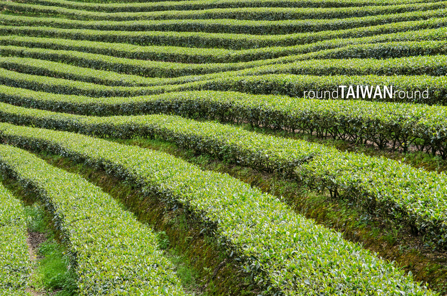 Bagua_Tea_Fields_______-020.jpg