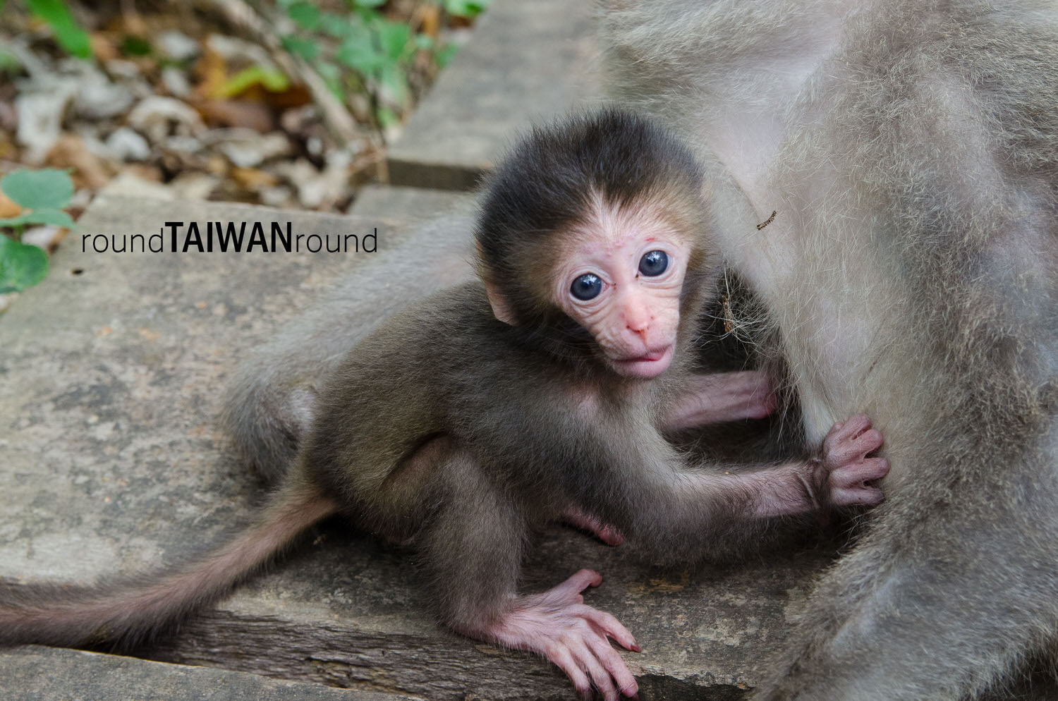Shoushan_National_Nature_Park___________-017.jpg