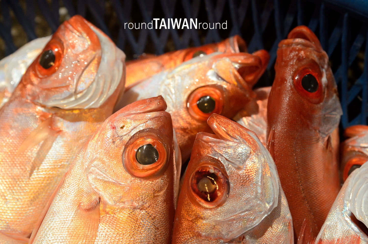 Keelung_Fish_Market__________-018.jpg
